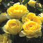 Sunblaze Yellow Mini Rose Blooming 