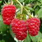 Thornless Caroline Raspberry stem with Fruit and Leaves