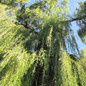 Large Weeping Willow Tree Growing