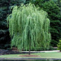 Weeping Willow Tree growing in the sunlight