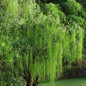 Weeping Willow Tree growing