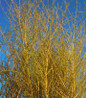 Weeping Willow graceful cascading branches