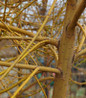 Weeping Willow arching branch structure