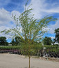 Weeping Willow nursery container tree