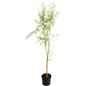 Weeping Willow Tree in 5 gal black pot