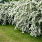  Reeves Spirea in the garden