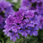 Blue Improved EnduraScape Verbena flower close up