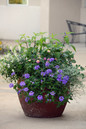 Blue Improved EnduraScape Verbena in patio pot