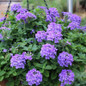 Blue Improved EnduraScape Verbena Flowering 