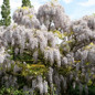 White Flowering Wisteria Blooming 