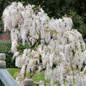 White Flowering Wisteria Growing in the Garden