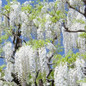 White Flowering Wisteria Growing in the Sunlight 