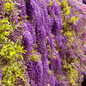 Black Dragon Wisteria Blooming and Foliage