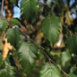 River Birch Select leaves