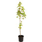 Autumn Blaze Maple in 3 Gal black pot