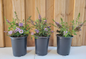 All the Blues Butterfly Bush in three Garden Container