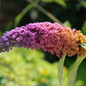 Bicolor Butterfly Bush Flower Close-up