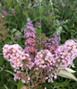 Bicolor Butterfly Bush Blooming