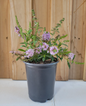 Bicolor Butterfly Bush in a Nursery Container