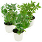 Bicolor Butterfly Bush in a Nursery Container