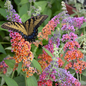 Bicolor Butterfly Bush Flowers Covered in Flowers