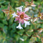 Abelia x grandiflora foliage