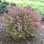 Poco Loco Abelia blooming in the garden