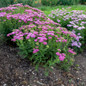 healthy Firefly Fuchsia Yarrow in the garden