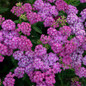 Firefly Fuchsia Yarrow covered in blooms