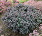 Rock N Round Superstar Stonecrop Sedum in Landscape