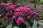 Rock 'N Round® Superstar Stonecrop Sedum Blooms Close Up