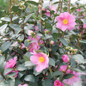 healthy Just Chill Double Mauve Camellia flowering