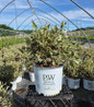 Sgt. Pepper™ dogwood in nursery container
