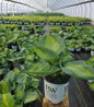 Shadowland® Sound of Music Hosta in nursery