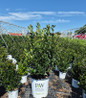 Castle Rouge® blue holly #2 pot