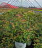 Paisley Pup® Leucothoe in pot