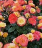 Oso Easy En Fuego® Landscape Rose multiple color