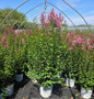 Bloomerang Ballet® Reblooming Lilac #2 pot