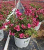 Sonic Bloom® Punch Reblooming Weigela blooming in proven winners pot