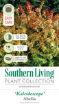 Kaleidoscope Abelia Plant Tag Information