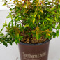 Kaleidoscope Abelia in Southern Living Pot