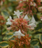 Kaleidoscope Abelia flower close-up