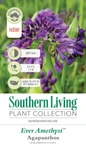 Ever Amethyst Agapanthus Plant Tag Information