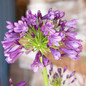 Ever Amethyst Agapanthus Flower Close-up