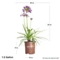 Ever Amethyst Agapanthus Dimension