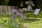 Ever Amethyst Agapanthus growing in garden