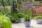 Potted Ever Amethyst Agapanthus in garden