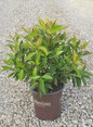 Coppertop Sweet Viburnum in Southern Living Pot