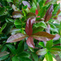 Coppertop Sweet Viburnum Foliage Close-up