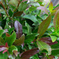 Coppertop Sweet Viburnum Leaves